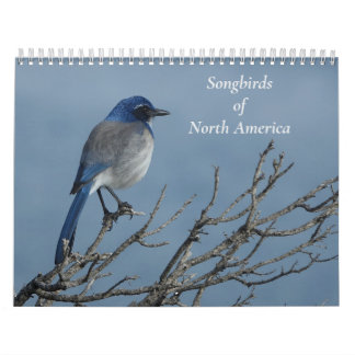 Singvögel aus Nordamerika Kalender