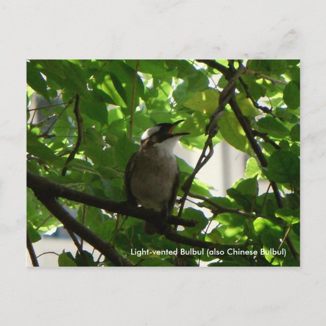 Singvogel/Chinesischer Bulbul Postkarte (Vorderseite)