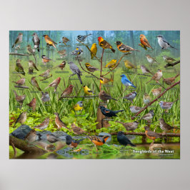 Singvögel im Westen Poster