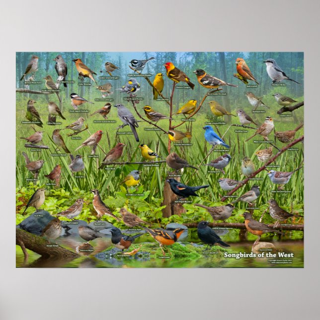 Singvögel im Westen Poster (Vorne)