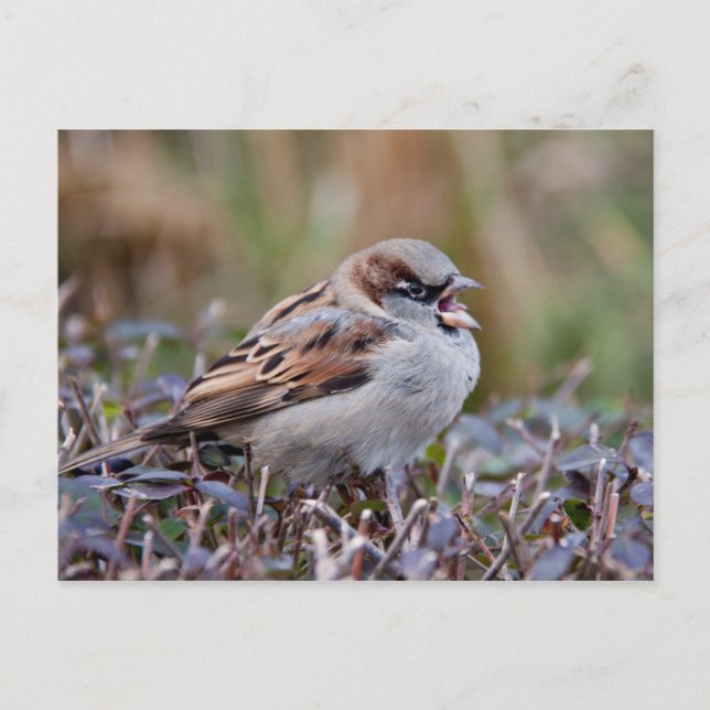 Singvogel Postkarte (Vorderseite)
