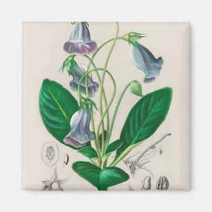 Siningia speciosa magnet