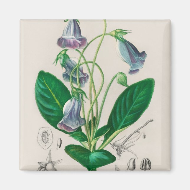 Siningia speciosa magnet (Vorne)