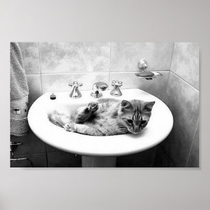 sink_cats_12 Haustiere Kühe Tiere schmecken süßlic Poster
