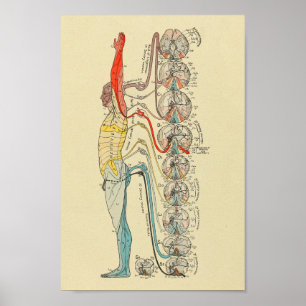 Sinneservation Nerven Medikale Anatomie Diagramm Poster
