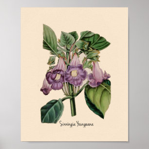 Sinningia Youneana Lila botanische Blume Poster
