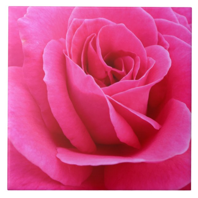 Sinnlich Candy Rote Rose Foto Fliese (Vorderseite)