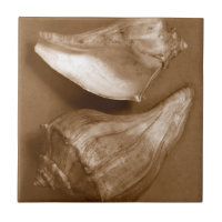 Sinnliche Muscheln