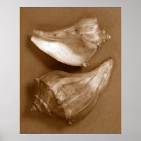 Sinnliche Muscheln