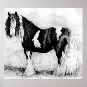 Sinti und Roma Cob Horse Portrait Poster