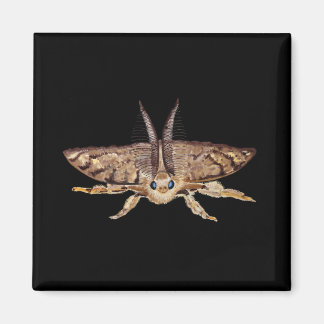 Sinti und Roma-Moth, Lymantria dispar zoologisch Magnet