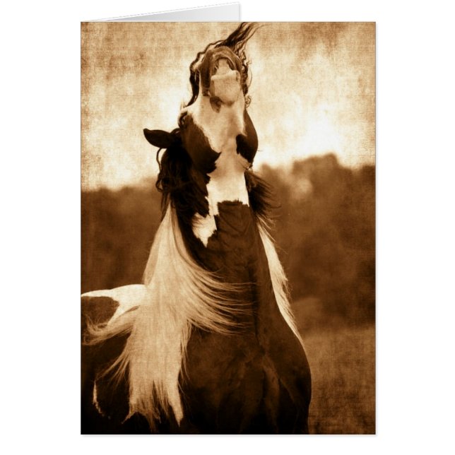 Sinti und Roma Vanner (Vorne)