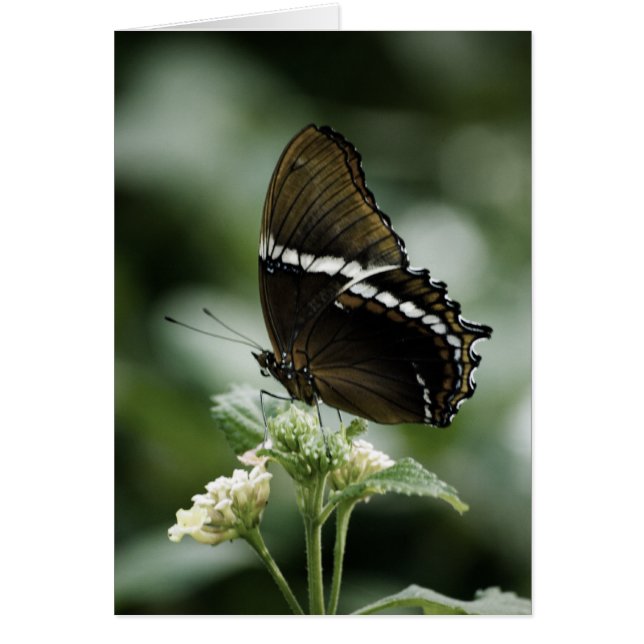 Siproeta-Karte (Vorne)