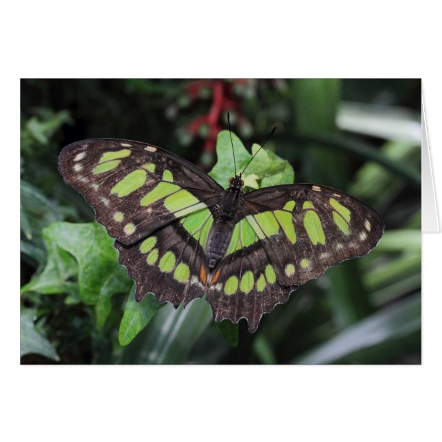 Siproeta stelenes (Vorderseite (Horizontal))