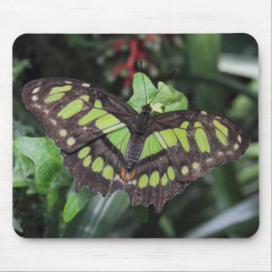 Siproeta stelenes mousepad