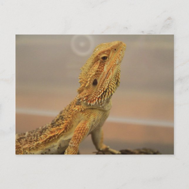 Sir Charles Posing Postkarte (Vorderseite)