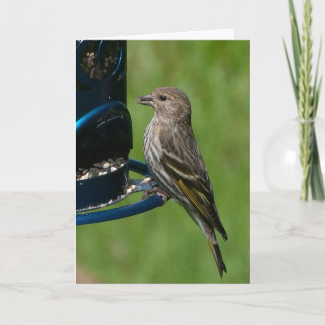 Siskin de pin du Nord - Carte d'art encadrée (Devant)
