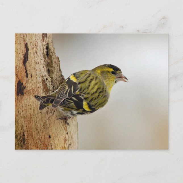 Siskin-Postkarte Postkarte (Vorderseite)