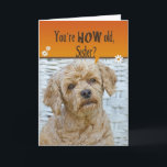 Sister's Birthday Karte<br><div class="desc">Cute expression on poodle's face for humorous Sister's birthday.</div>