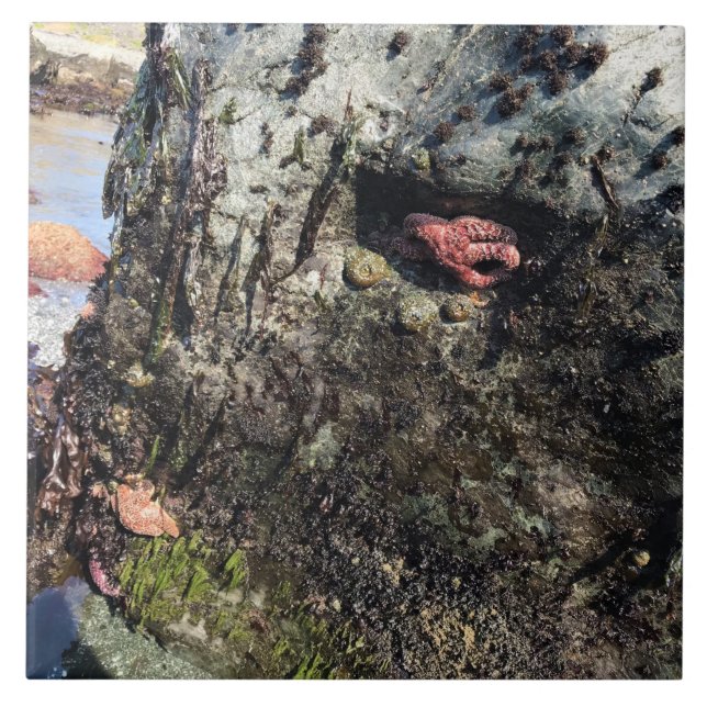 Sisters Rock State Park Oregon Coast Fliese (Vorderseite)