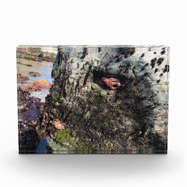 Sisters Rock State Park Oregon Coast Fotoblock (Vorderseite)