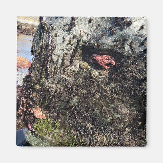 Sisters Rock State Park Oregon Coast Magnet (Vorne)