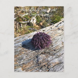 Sisters Rock State Park Oregon Coast Postkarte