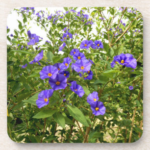 Sisyrinchium Angustifolium Dessous de verre en pla