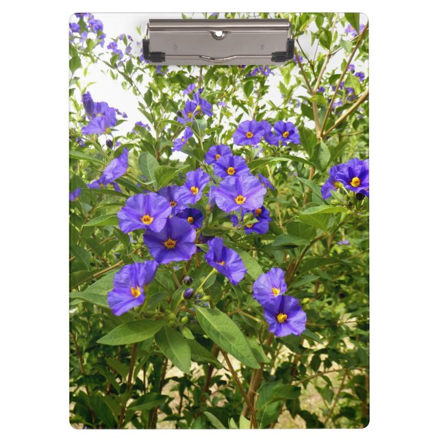 Sisyrinchium Angustifolium Klemmbrett (Vorderseite)