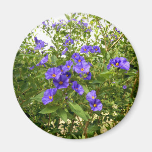 Sisyrinchium Angustifolium Magnet