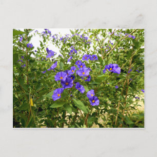 Sisyrinchium Angustifolium postcard Postkarte