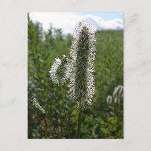 Sitka Great Burnet, Insel Unalaska Postkarte