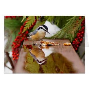 Sittelle à gorge rouge