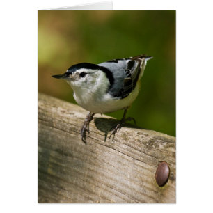 Sittelle Blanche-Breasted