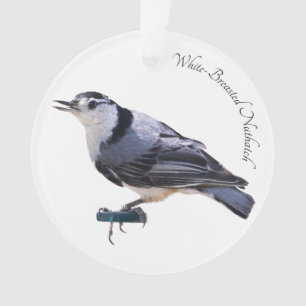 Sittelle Blanche-Breasted