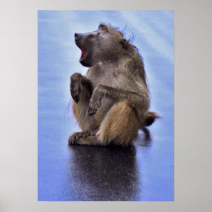 Sitting Baboon Poster