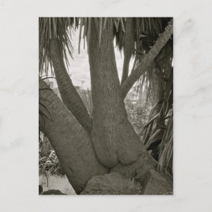 Sitzbaum Postkarte
