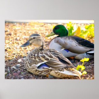 Sitze Enten - Poster
