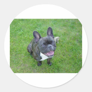 Sitzen 2 franz. Bulldog.png Runder Aufkleber