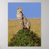 Sitzen Cheetah