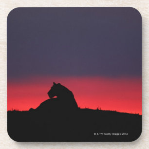Sitzen der Löwin (Panthera Löwe), am Untersetzer