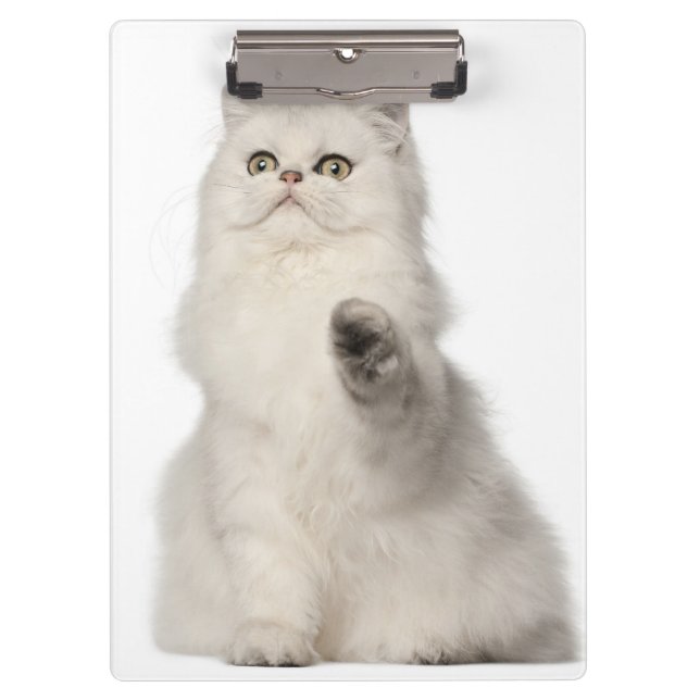 Sitzen der persischen Katze Klemmbrett (Vorderseite)