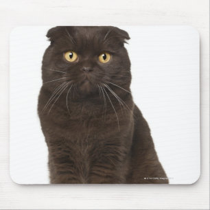 Sitzen der Scottish-Falte (18 Monate alte) Mousepad