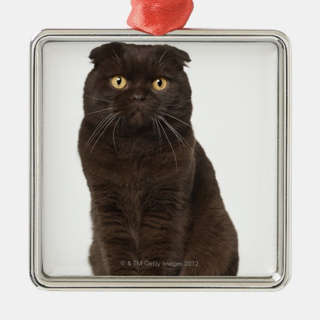 Sitzen der Scottish-Falte (18 Monate alte) Ornament Aus Metall (Vorne)