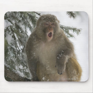 Sitzen des RhesusfaktorMacaqueaffen (Macaca Mousepad