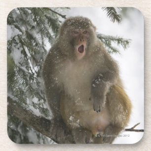 Sitzen des RhesusfaktorMacaqueaffen (Macaca Untersetzer