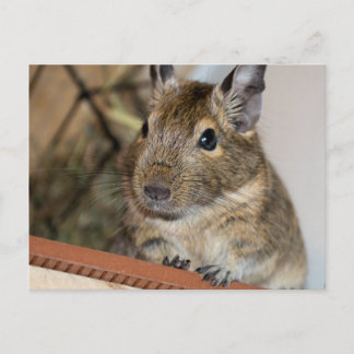 Sitzen Hübsch | Niedlicher Degu Postkarte
