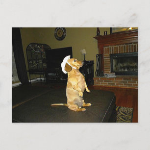 Sitzen Hübsch oder TV-Dackel ansehen Postkarte