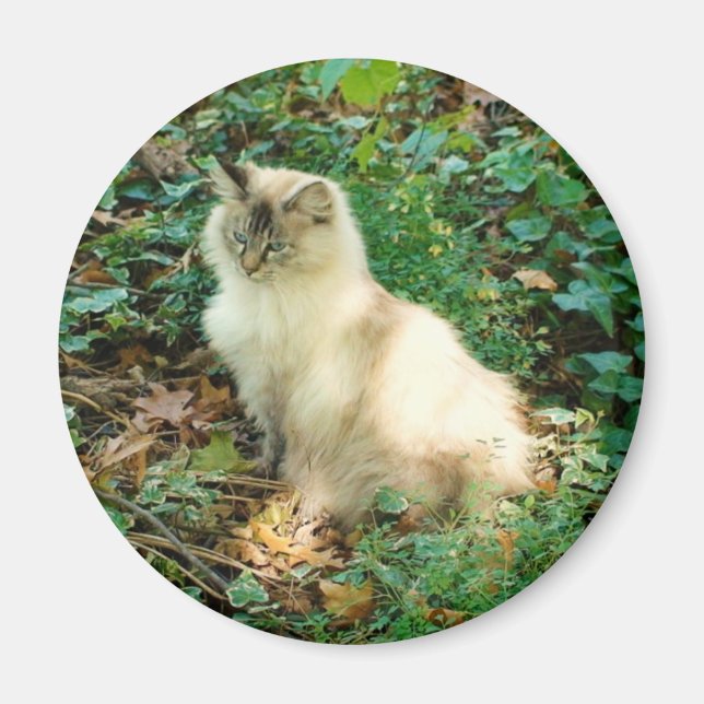 Sitzen Hübsche Katze Magnet (Vorne)