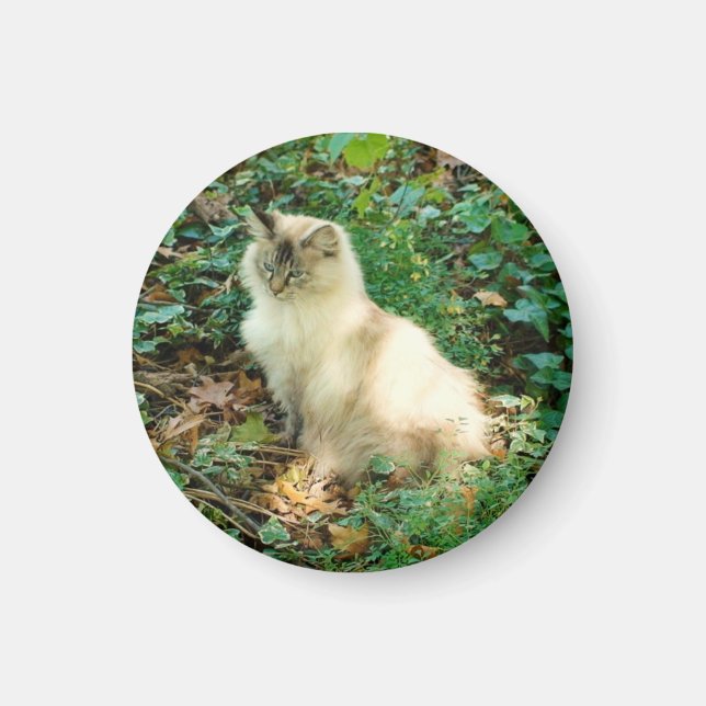 Sitzen Hübsche Katze Magnet (Vorne)